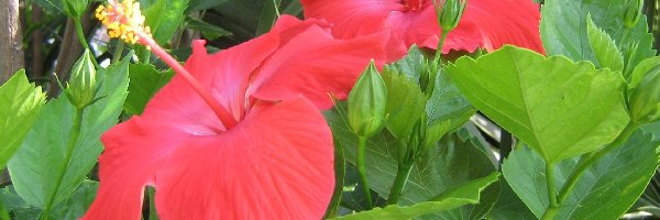 Hibiskusa, Kwiaty