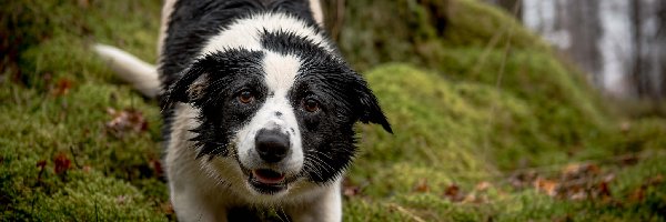 Ściółka, Border collie, Zmoknięty