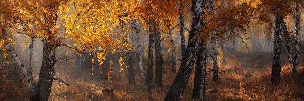 Rozświetlone, Drzewa, Brzozy, Liście, Las, Jesień