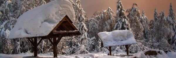 Śnieg, Las, Zima