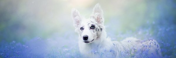 Kwiaty, Niebieskie, Border collie