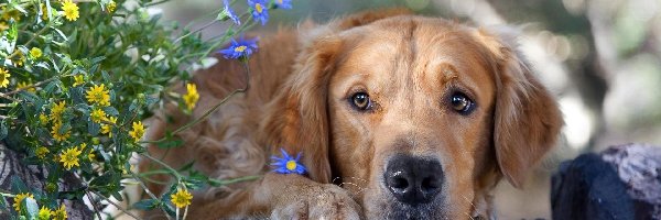 Kwiatki, Golden Retriever