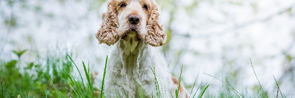 Cocker spaniel angielski, Kwiaty, Trawa, Pies