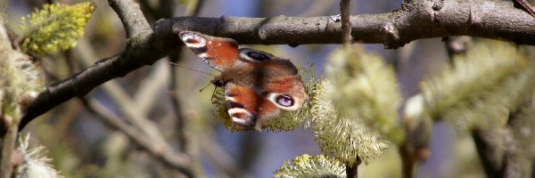 Bazie, Motyl, Wiosna