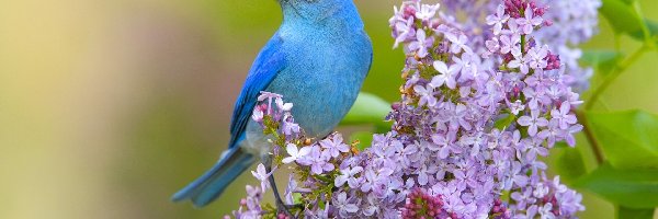 Ptaszek, Bzu, Gałązka, Niebieski