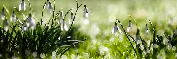 Bokeh, Przebiśniegi, Kwiaty