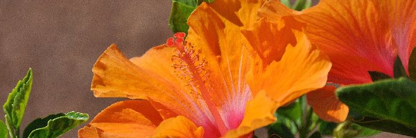 Hibiskus, Pomarańczowy