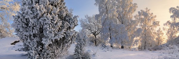 Zima, Drzewa, Ośnieżone