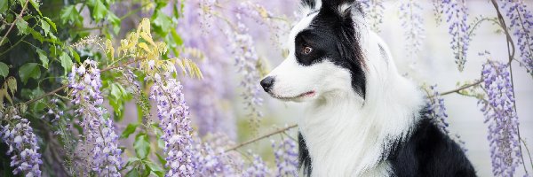 Border collie, Glicynia, Kwiaty, Pies