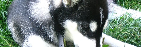 Trawa, Husky, Pies