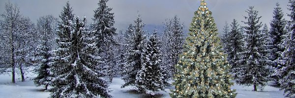 Boże Narodzenie, Las, Choinka, Księżyc, Zima