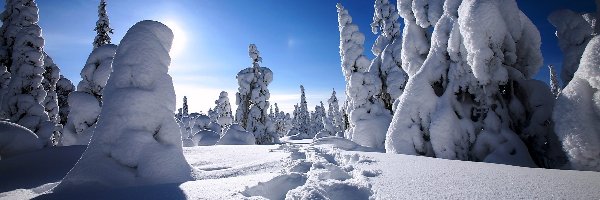 Niebo, Śnieg, Choinki