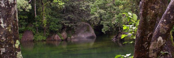 Rzeka, Kamienie, Drzewa, Australia, Babinda