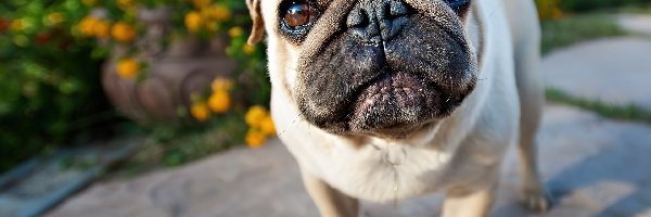 Mops, Oczy, Pyszczek, Pies