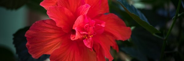 Kwiat, Czerwony, Hibiskus, Rozmycie, Liście