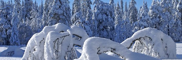 Śnieg, Drzewa, Las