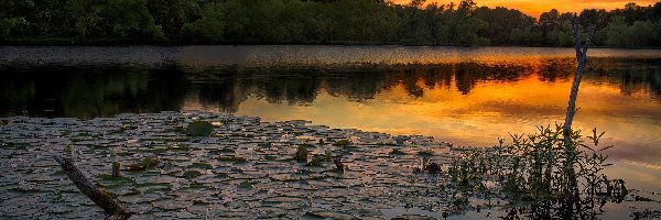 Jezioro, Rośliny, Lilie wodne, Las, Zachód słońca