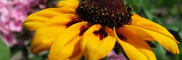 Rudbekia, Kwiat