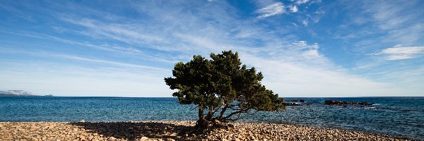 Kamienna, Drzewo, Plaża, Morze