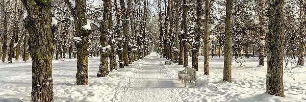 Zima, Droga, Park, Drzewa, Ławki