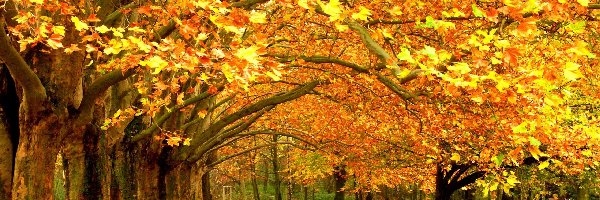 Park, Liście, Drzewa, Jesień