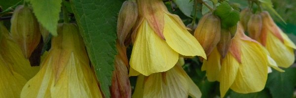 Zaślaz, Abutilon, Żółty