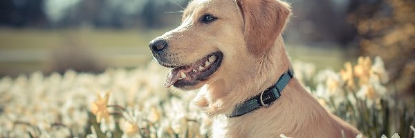 Kwiaty, Golden retriever, Pies