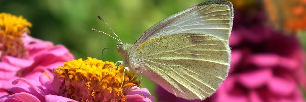 Cynia, Bielinek, Motyl