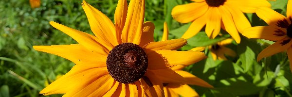 Rudbekie, Kwiaty