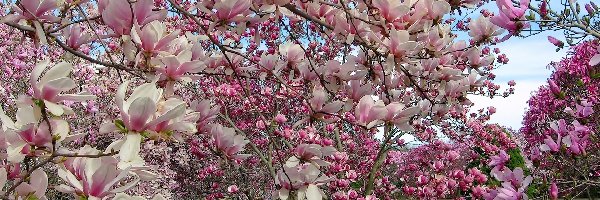Park, Magnolia, Kwitnąca, Wiosna