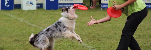 Border Collie, Kobieta, Frisbee, Pies