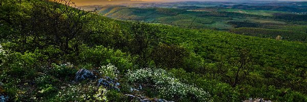 Pola, Drzewa, Roślinność, Wzgórza