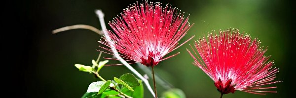 Kwiaty, Czerwone, Egzotyczne