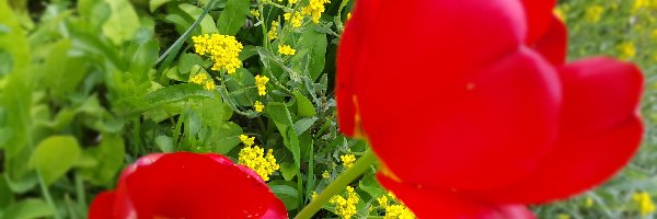 Tulipany, Kwiaty, Żółte, Czerwone