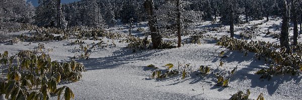 Góry, Wschód, Lasy, Śnieg, Słońca