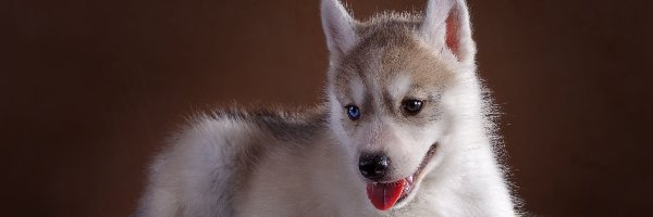 Szczeniak, Siberian Husky, Pies