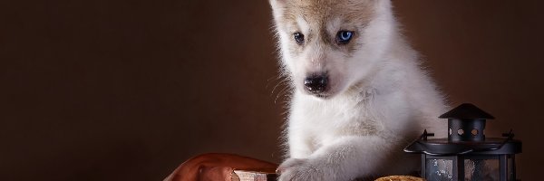 Szczeniak, Husky, Siberian, Pies