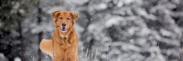 Pies, Śnieg, Zima, Rudy