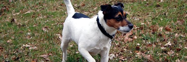 kij, Parson Russell Terrier