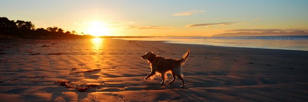 Golden Retriever, Wschód Słońca, Plaża