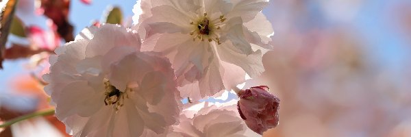 Kwiaty, Wiśnia japońska, Drzewo Owocowe, Różowe