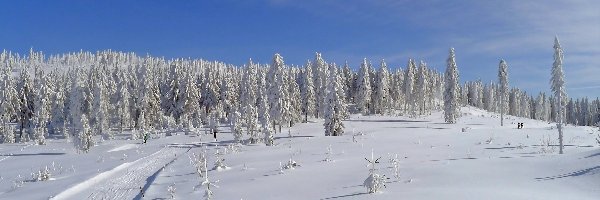 Lasy, Śnieg, Niebo, Drzewa