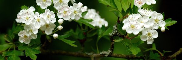 Krzew, Białe, Drobne, Głóg, Kwiatki