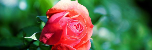 Promienie, Róża