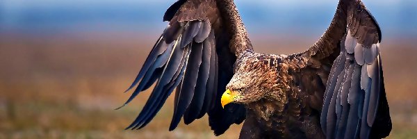 Bielik zwyczajny, Ptak