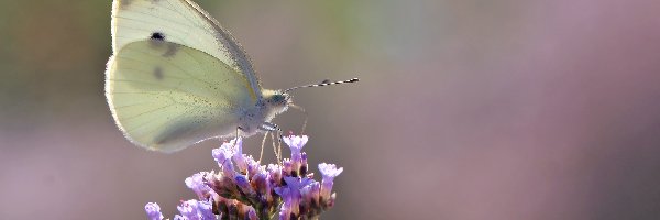 Bielinek, Owad, Biały, Motyl