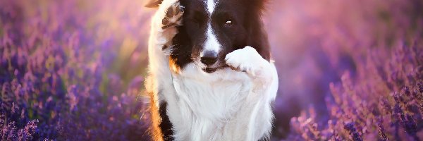 Lawenda, Border collie