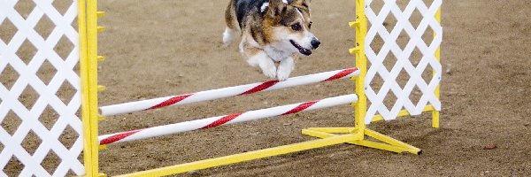 przeszkoda, Welsh corgi pembroke