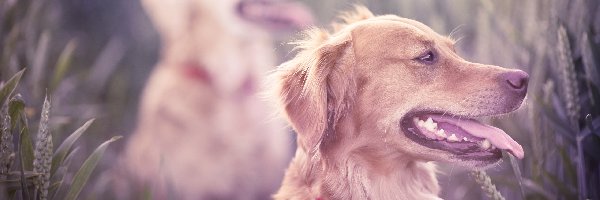 Rozmycie, Retriever, Golden