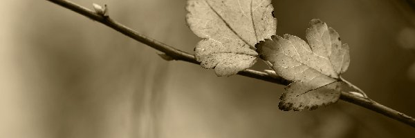 Sepia, Gałązka, Listki